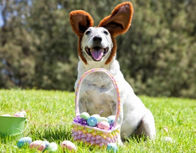 Dog friendly Easter: You can now take your dog on an Easter egg hunt.