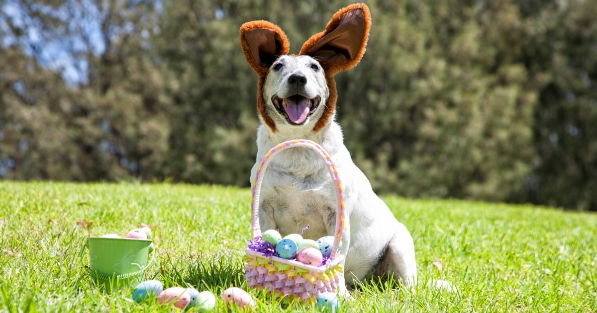 Dog friendly Easter: You can now take your dog on an Easter egg hunt.