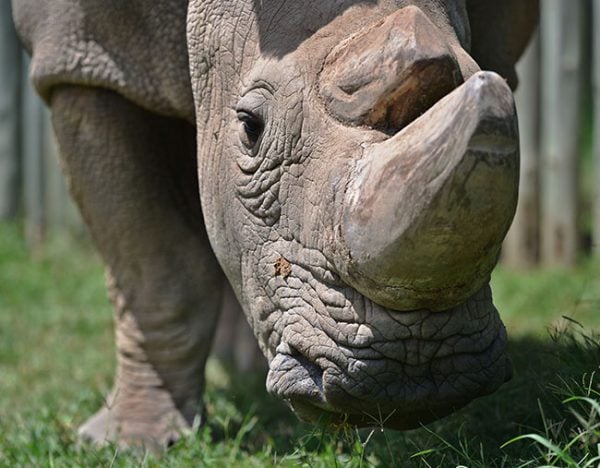 sudan male northern white rhinoceros