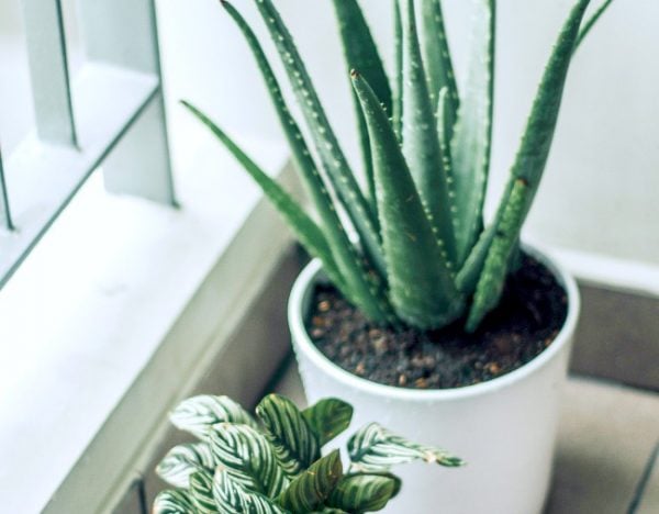 plants for better sleep