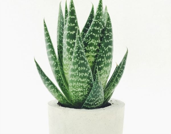 plants for better sleep