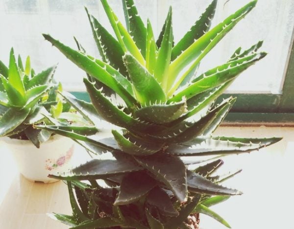 plants for better sleep