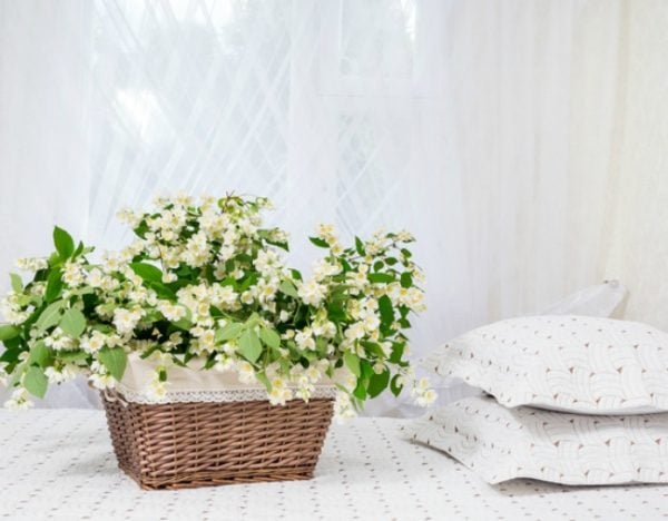 plants for better sleep