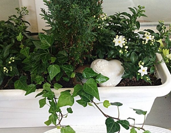 plants for better sleep