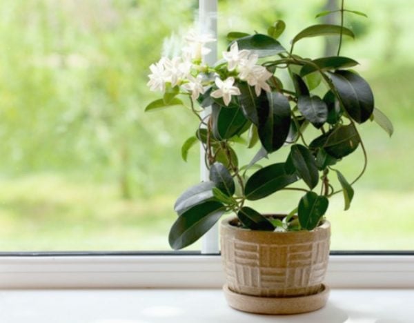 plants for better sleep