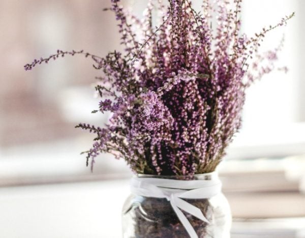 plants for better sleep