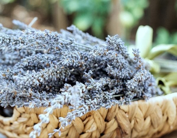 plants for better sleep