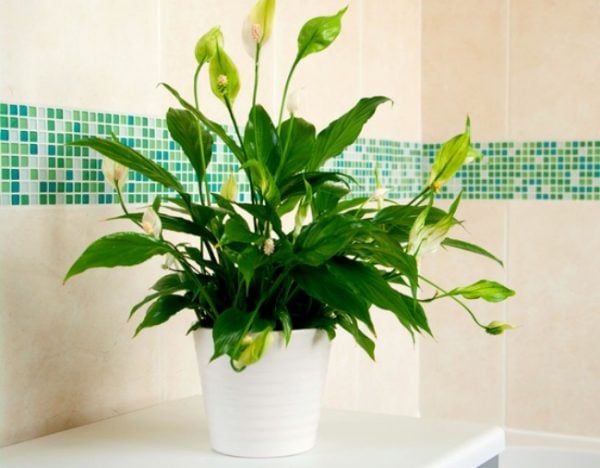 plants for better sleep