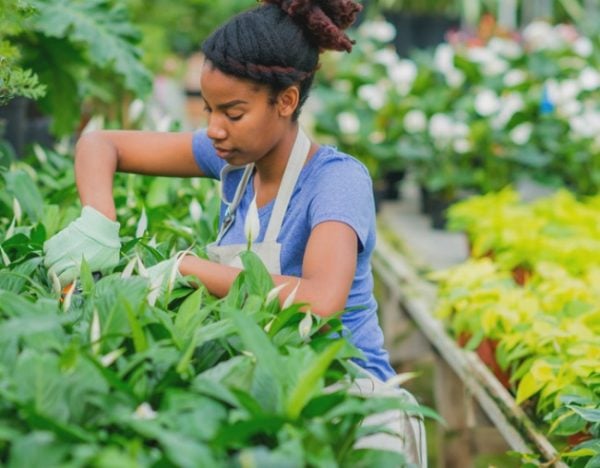 plants for better sleep