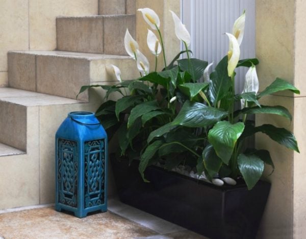 plants for better sleep