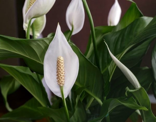 plants for better sleep
