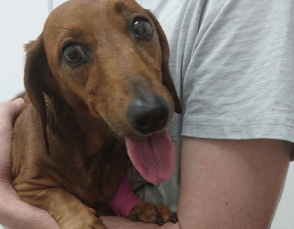 Portia. Image via Beachside Veterinary Surgery Facebook.