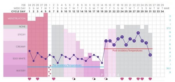 How the Symptothermal Method Works