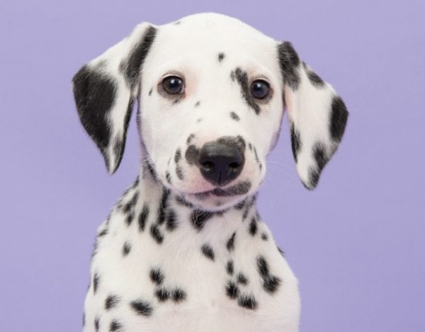 can dogs lie to you