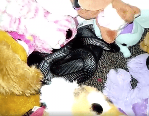 Red-bellied black snake in kid's toys. Image via Andrew's Snake Removal Facebook.