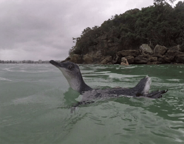 nine News.