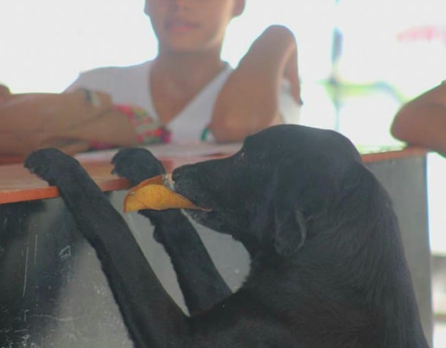 can dogs learn human behaviour