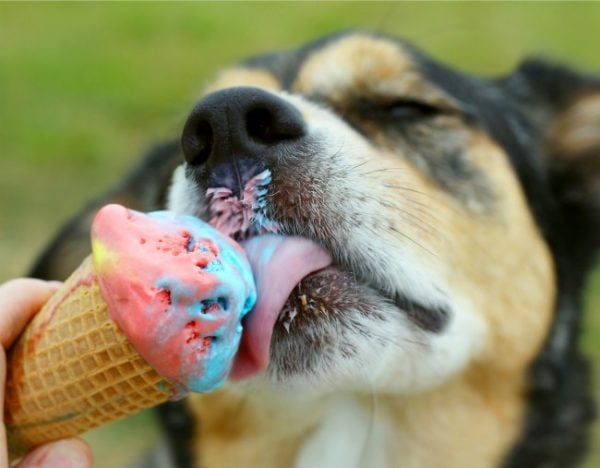 where do dogs contract worms?