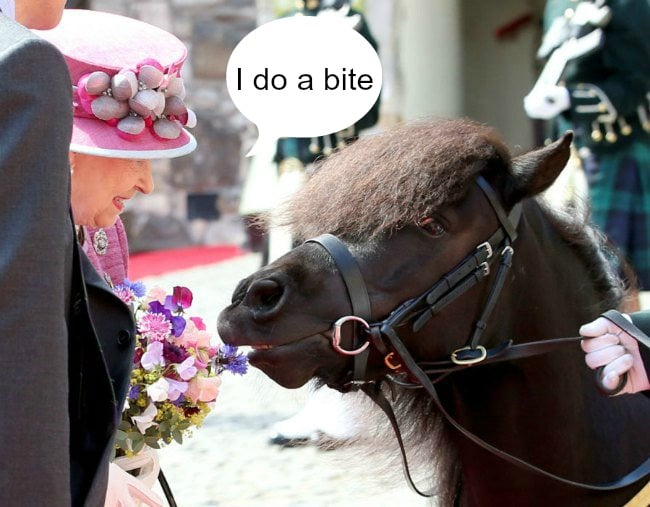Queen Elizabeth pony