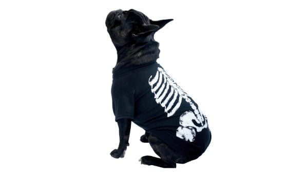 Just pet Halloween costumes that are too bloody adorable.