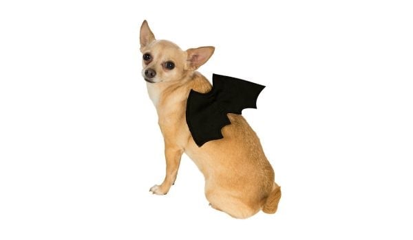 bat-wings-dog-costume