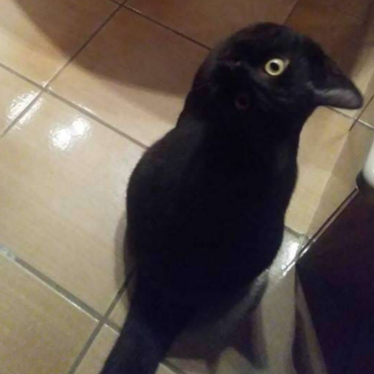 crow-cat