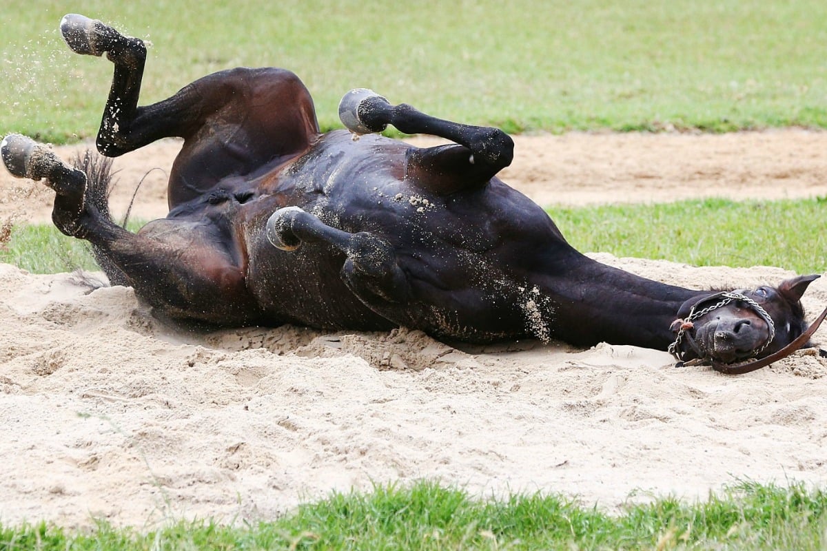 Melbourne Cup horse broken leg Why The CliffsofMoher was put down.