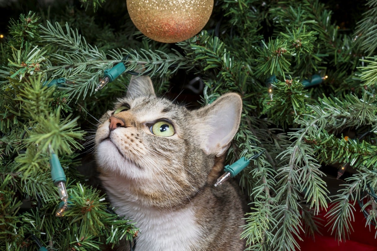 Are Christmas Trees Dangerous For Cats And How Do You Keep