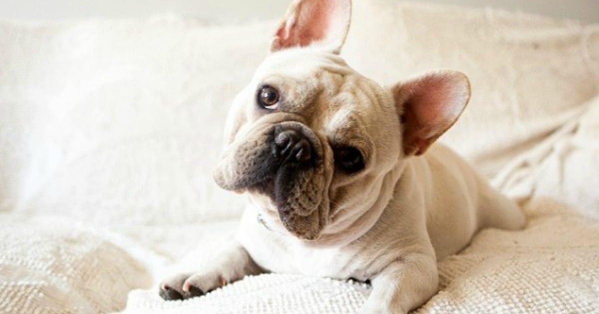 johnsons diamond eyes