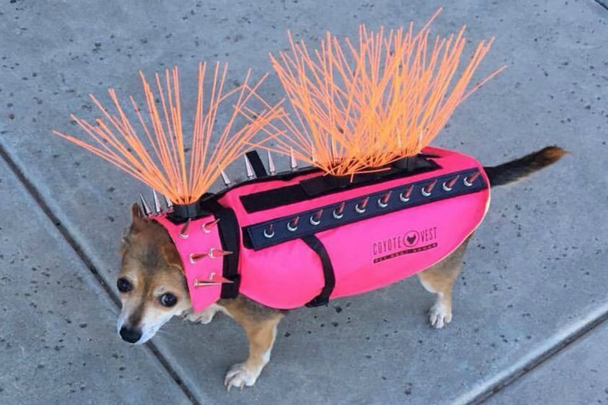 Coyote vest for 2024 dogs with spikes