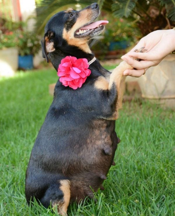 dog maternity shoot