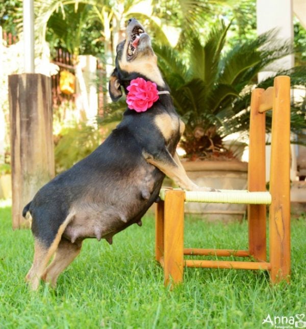 dog maternity shoot