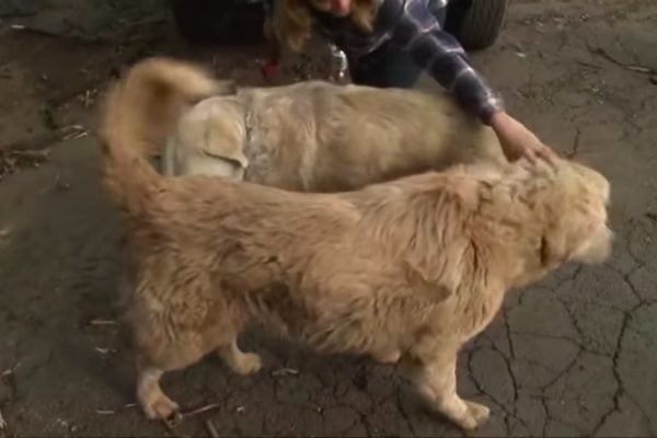 dog reunited with owner