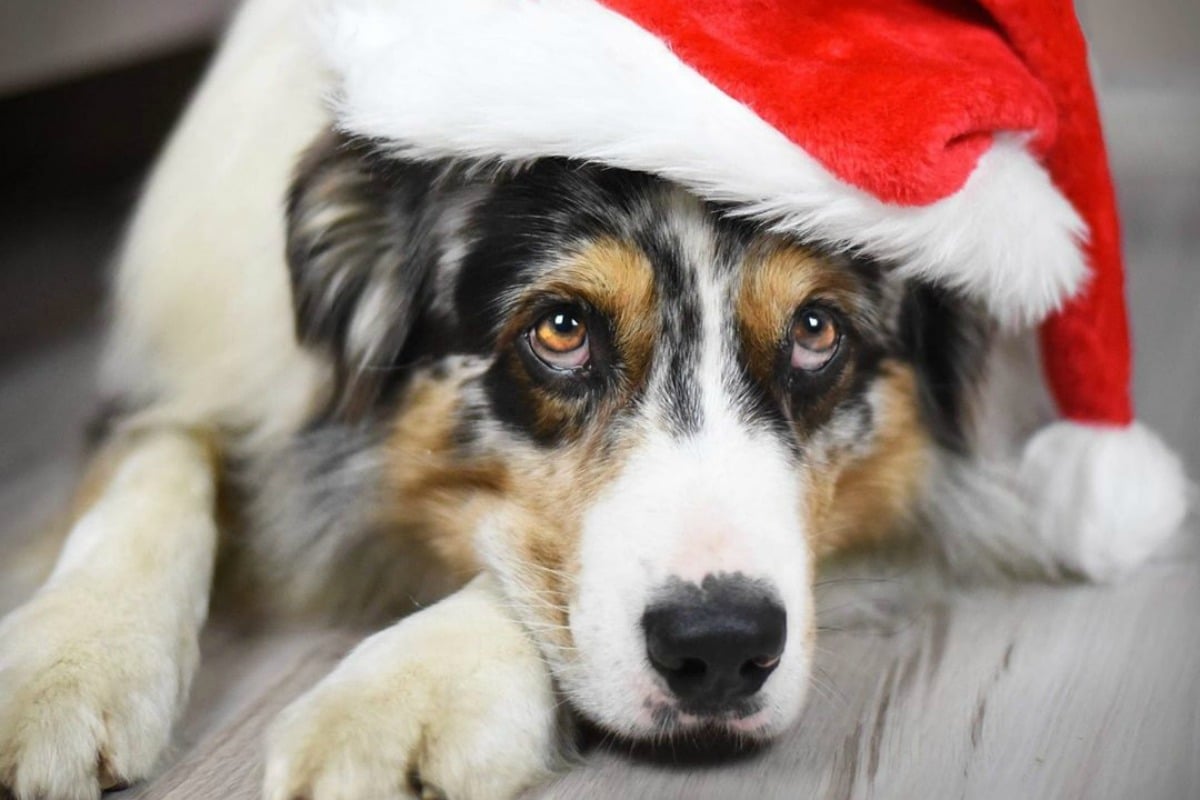 dogs in christmas outfits