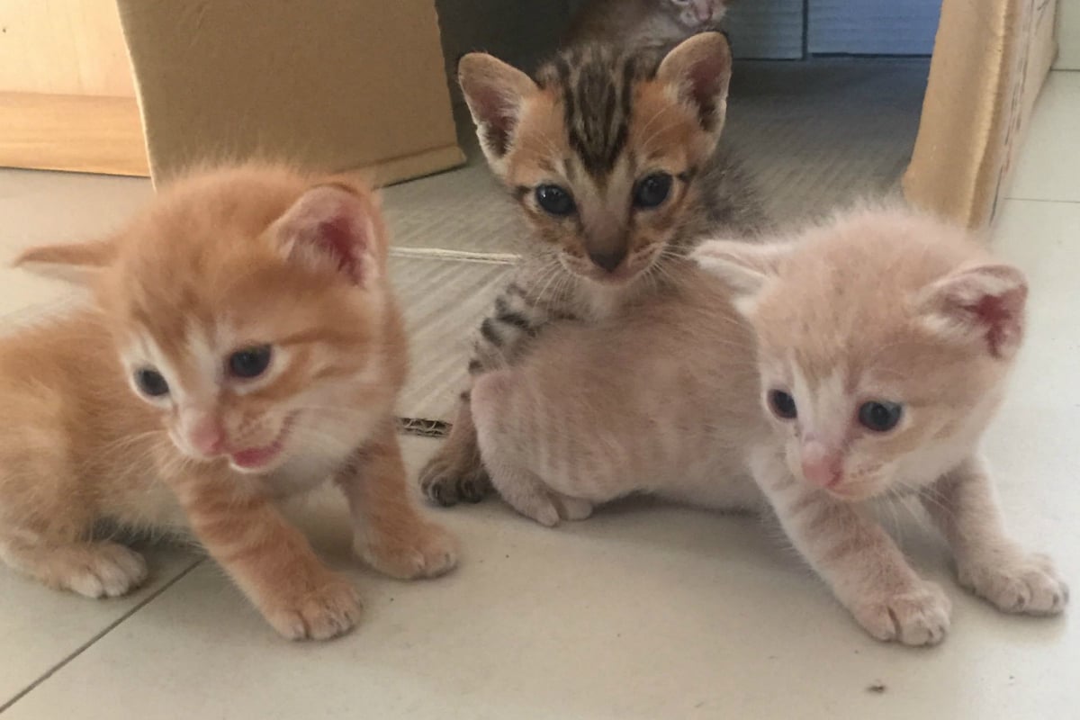 nicolle-stuart-kittens