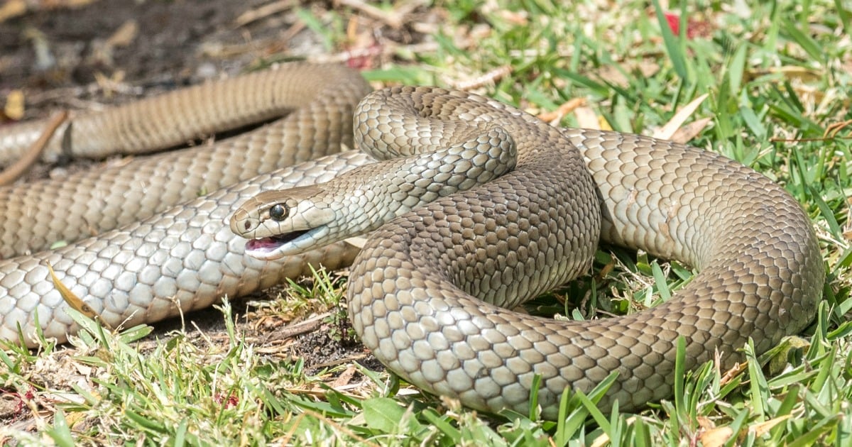 Brown snake bite: How to treat a snake bite and what not to do.