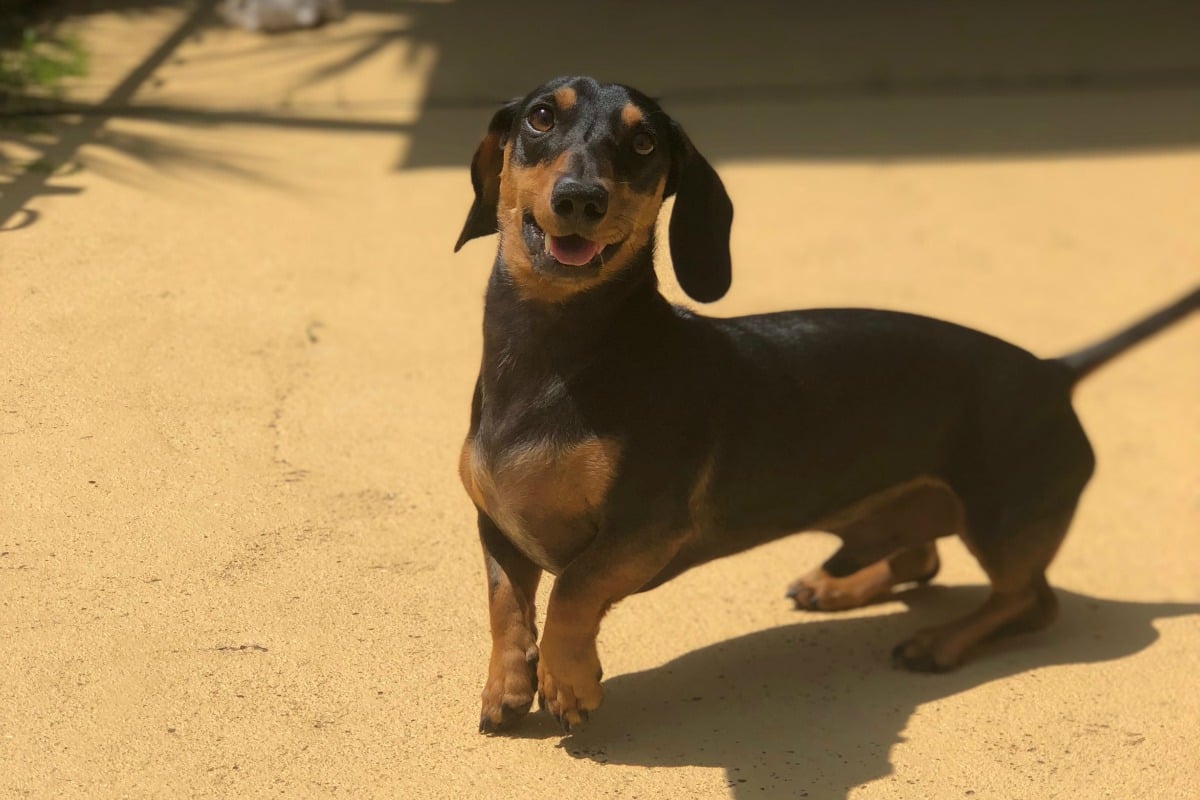 dog food for dachshunds