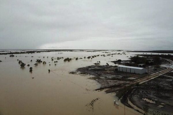 queensland floods cattle