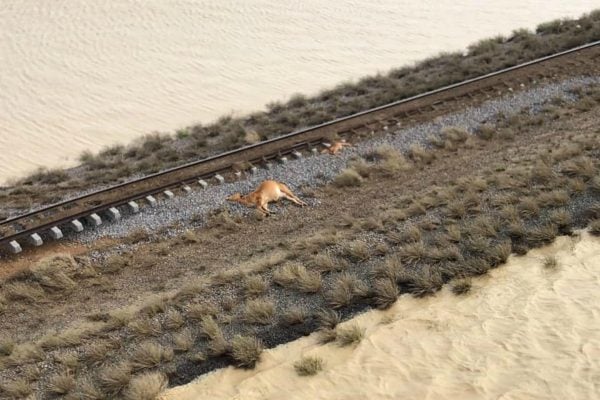 queensland floods cattle