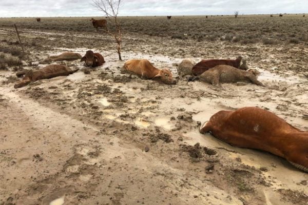 queensland floods cattle