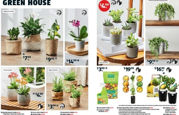 aldi specials plants