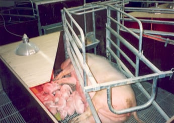 pig breeding stall