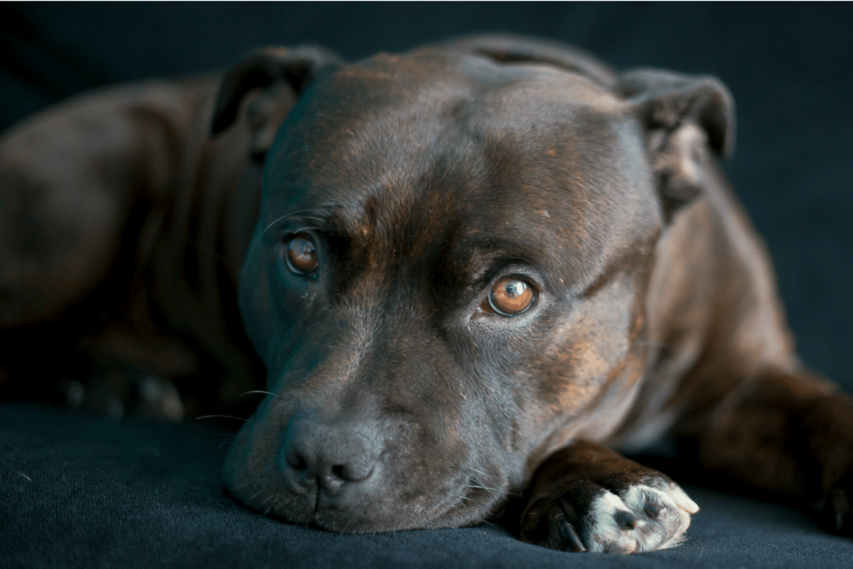 Staffordshire Bull Terrier 