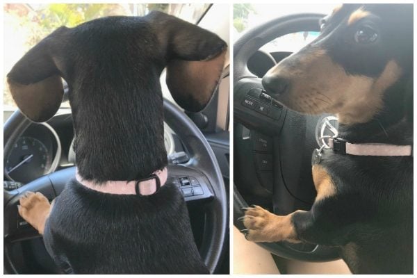 dachshund miniature black and tan