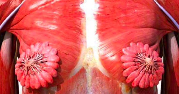 The female muscular system: Here's what milk ducts actually look like.