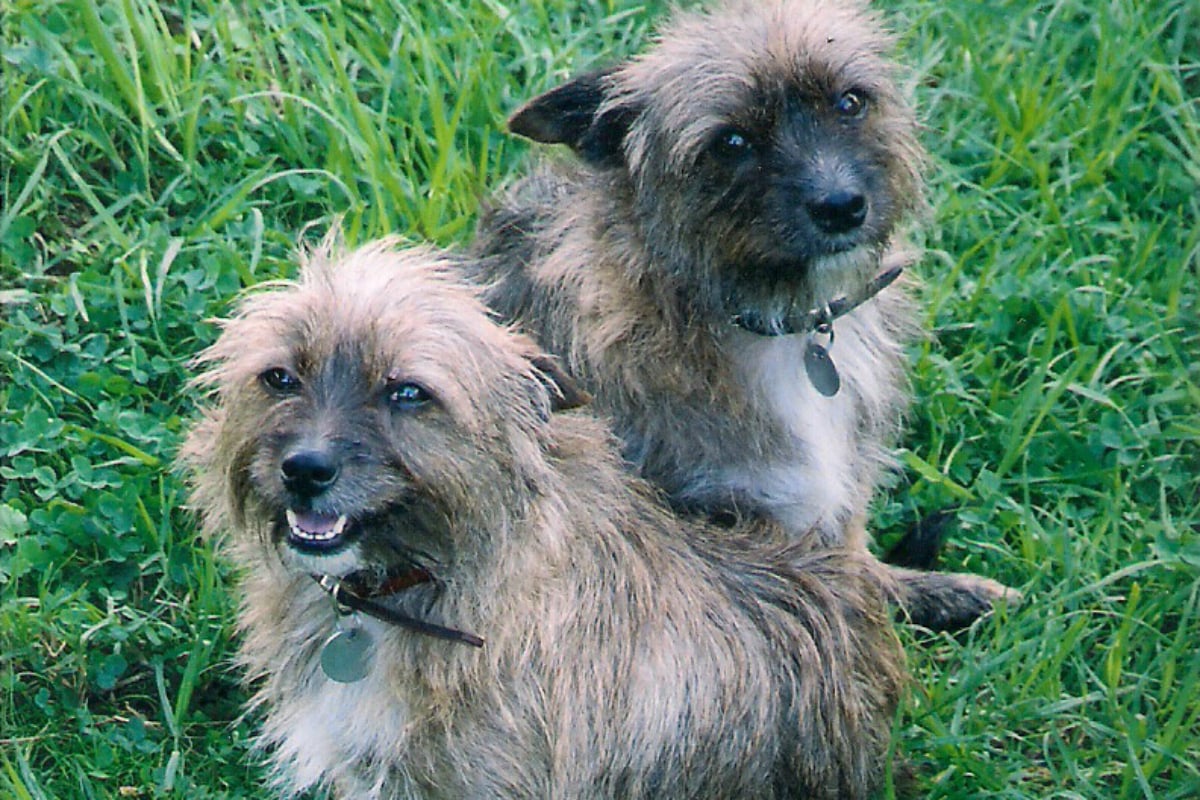 Terrier mutt hot sale