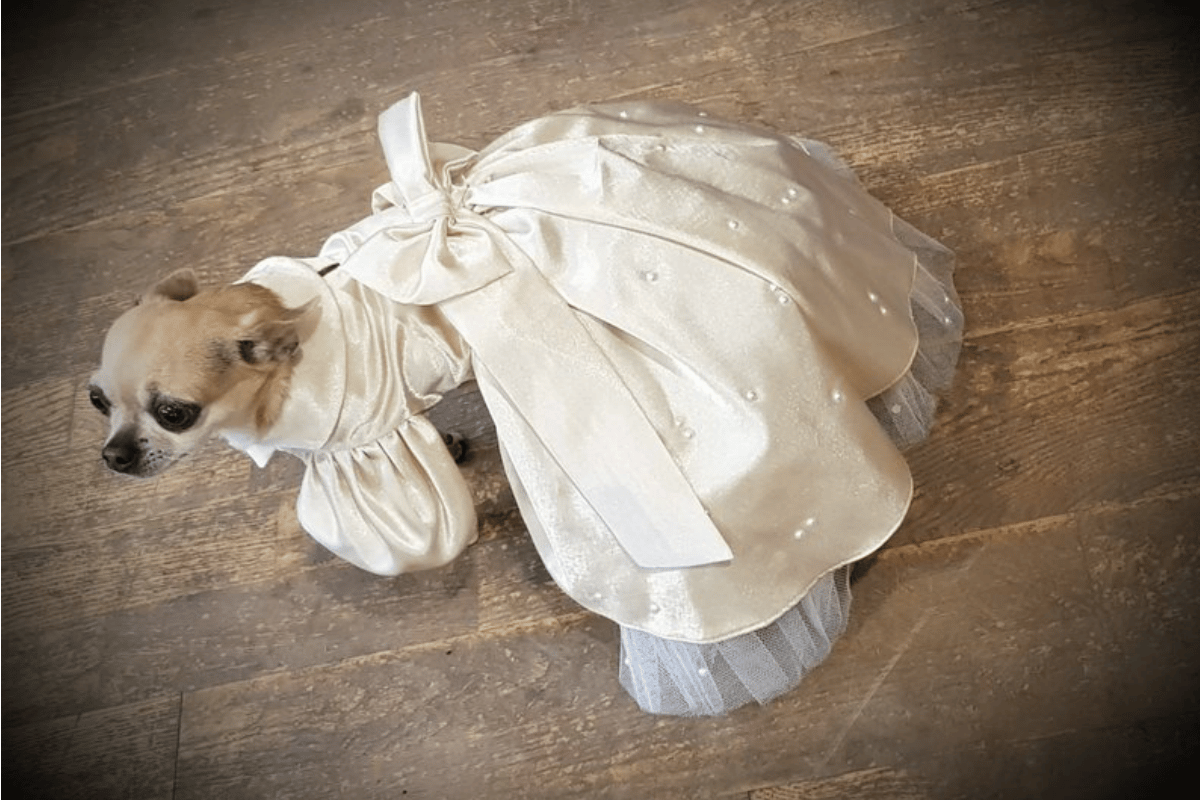 dog bridesmaid dress