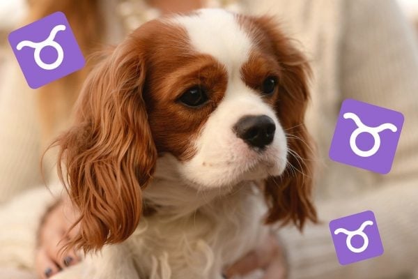 Cavalier King Charles Spaniel dog breeds horoscopes