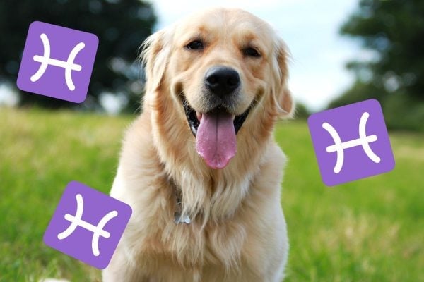Golden Retriever dog breeds horoscopes