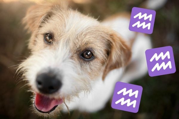 mutt dog breeds horoscopes